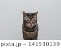 舌なめずりをする猫 141530139