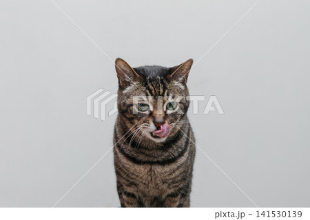 舌なめずりをする猫 141530139
