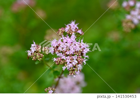 オレガノの花 オレガノの花 141530453