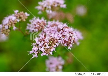 オレガノの花 141530456