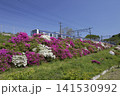 JR常磐線末続のつつじ 141530992