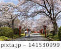涼ヶ岡八幡神社の桜 141530999