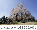 戸津辺の桜 141531001