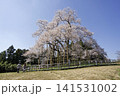 戸津辺の桜 141531002