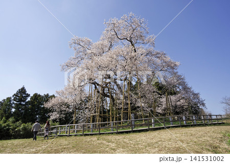 戸津辺の桜 戸津辺の桜 141531002