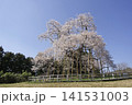 戸津辺の桜 141531003