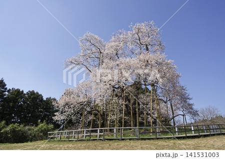 戸津辺の桜 戸津辺の桜 141531003