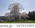 戸津辺の桜 141531005