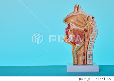 Nasal cavity and throat anatomical model. Otolaryngology exam of pharynx and larynx pathology. Nasal cavity and throat anatomical model. Otolaryngology exam of pharynx and larynx pathology. 141531009