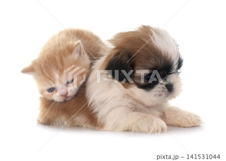 persian kitten and puppy persian kitten and puppy 141531044