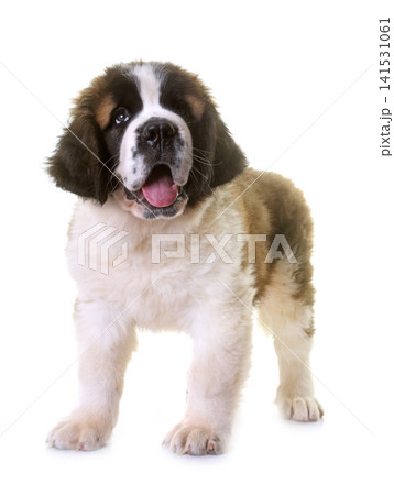 puppy saint bernard 141531061