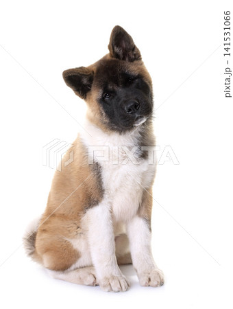 amerikan akita in studio 141531066
