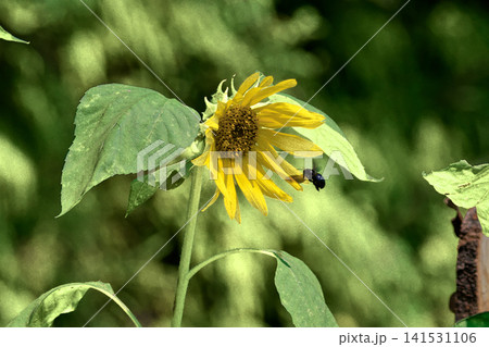 夏を象徴する花 キク科ヒマワリの花 夏を象徴する花 キク科ヒマワリの花 141531106
