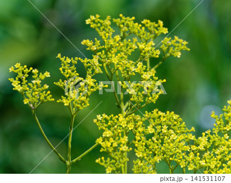 オミナエシの花 オミナエシの花 141531107