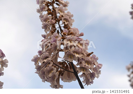 Close-up of Blooming Paulownia Flowers in Spring. 141531491