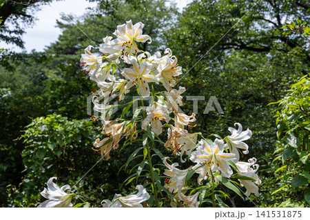 稲荷山公園のヤマユリ 稲荷山公園のヤマユリ 141531875