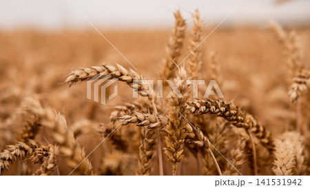 Close view of ripe wheat heads swaying across golden field, with soft natural light, blurred background, textured grain spikes, warm earthy tones, and calm rural harvest atmosphere Close view of ripe wheat heads swaying across golden field, with soft natural light, blurred background, textured grain spikes, warm earthy tones, and calm rural harvest atmosphere 141531942