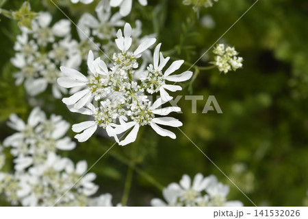 White Laceflower Blossoming in Nature White Laceflower Blossoming in Nature 141532026