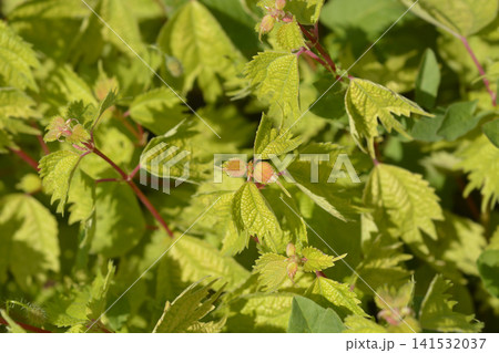 Lush False Nettle Bush with Red Stems and Buds Lush False Nettle Bush with Red Stems and Buds 141532037