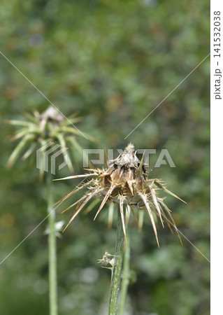 Dried Milk Thistle Seed Heads with Sharp Thorns Dried Milk Thistle Seed Heads with Sharp Thorns 141532038