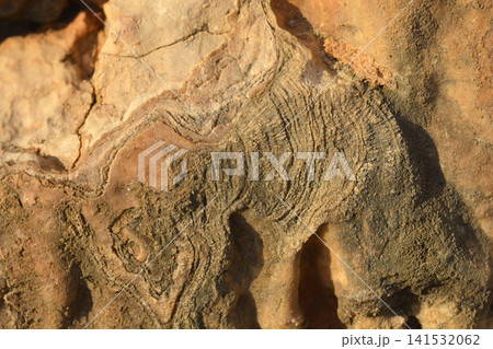 Detailed texture of fossilized sediment layers in brown rock 141532062