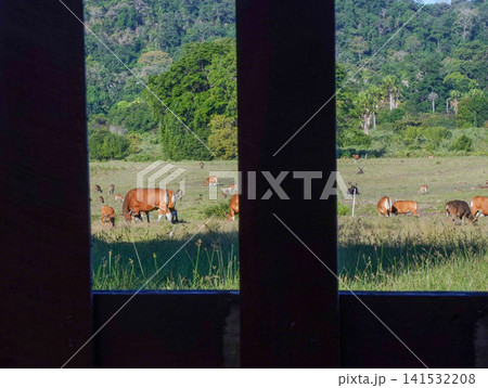 View of the natural savanna ecosystem in Sadengan, a protected habitat for Javan banteng and deer. View of the natural savanna ecosystem in Sadengan, a protected habitat for Javan banteng and deer. 141532208