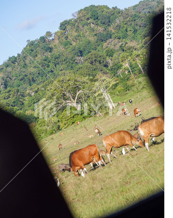 View of the natural savanna ecosystem in Sadengan, a protected habitat for Javan banteng and deer. View of the natural savanna ecosystem in Sadengan, a protected habitat for Javan banteng and deer. 141532218