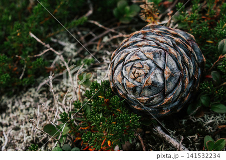 Botanical background in grey, green and brown colors. Forms created by nature. Pine cone on moss, grass and branches of a small evergreen bush Botanical background in grey, green and brown colors. Forms created by nature. Pine cone on moss, grass and branches of a small evergreen bush 141532234