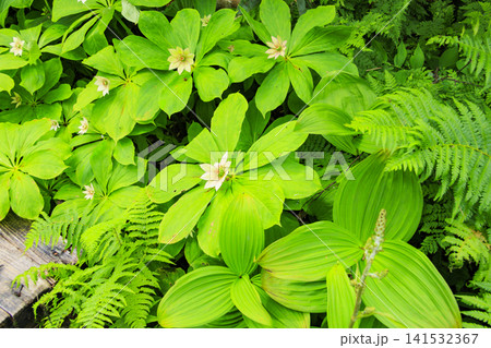 夏の栂池自然園 満開の高山植物 夏の栂池自然園 満開の高山植物 141532367