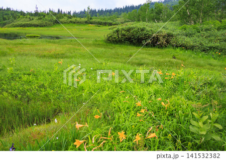 夏の栂池自然園　　満開の高山植物 141532382