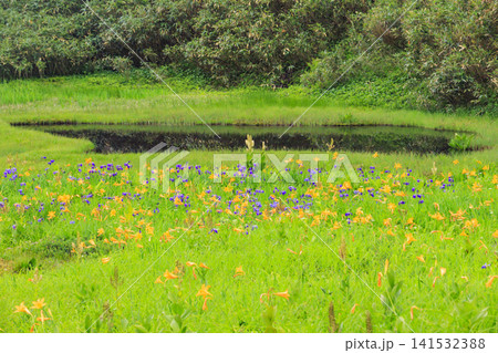 夏の栂池自然園 満開の高山植物 夏の栂池自然園 満開の高山植物 141532388