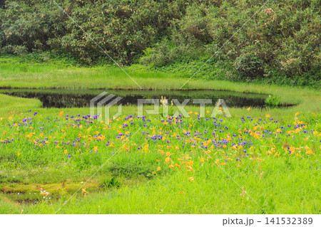 夏の栂池自然園 満開の高山植物 夏の栂池自然園 満開の高山植物 141532389