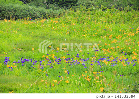 夏の栂池自然園 満開の高山植物 夏の栂池自然園 満開の高山植物 141532394