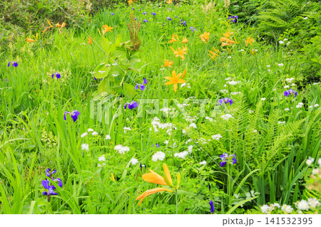 夏の栂池自然園 満開の高山植物 夏の栂池自然園 満開の高山植物 141532395
