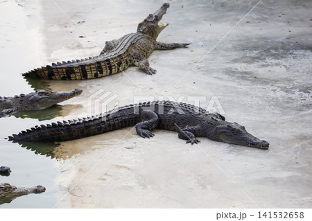 Group of Crocodiles Resting on Concrete Floor at Farm Group of Crocodiles Resting on Concrete Floor at Farm 141532658