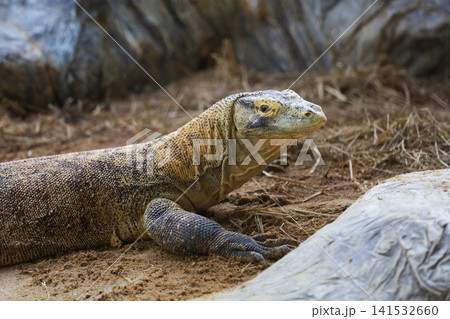 Komodo Dragon Portrait with Textured Skin on Sandy Ground 141532660