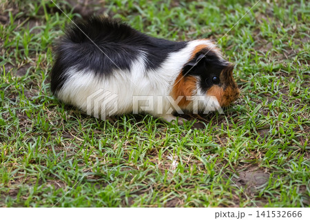 Tricolor Guinea Pig Walking on Green Grass Side View Tricolor Guinea Pig Walking on Green Grass Side View 141532666