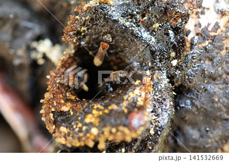 Stingless Bees at Nest Entrance Made of Wax and Resin Stingless Bees at Nest Entrance Made of Wax and Resin 141532669
