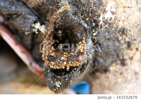 Stingless Bees at Nest Entrance Made of Wax and Resin Stingless Bees at Nest Entrance Made of Wax and Resin 141532670