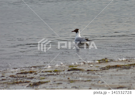 A black-headed gull swims in calm water near the seashore. 141532728