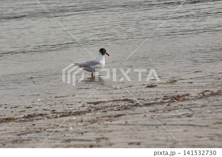A black-headed gull swims in calm water near the seashore. A black-headed gull swims in calm water near the seashore. 141532730