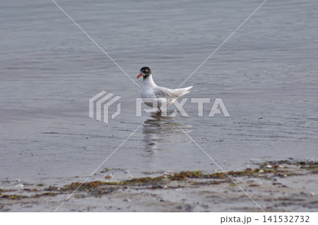 A black-headed gull swims in calm water near the seashore. A black-headed gull swims in calm water near the seashore. 141532732