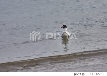 A black-headed gull swims in calm water near the seashore. 141532735