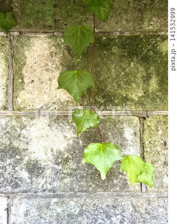 古く苔の生えたブロック塀に垂れる蔦の葉 古く苔の生えたブロック塀に垂れる蔦の葉 141532999