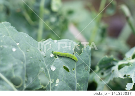 ブロッコリーの葉を食害している幼虫アオムシ(6月)害虫の幼虫 ブロッコリーの葉を食害している幼虫アオムシ(6月)害虫の幼虫 141533037