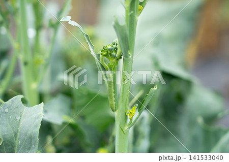 ブロッコリーの葉を食害している幼虫アオムシ(6月)害虫の幼虫 ブロッコリーの葉を食害している幼虫アオムシ(6月)害虫の幼虫 141533040
