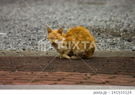 Stray cat on a street paving stone floor. Stray cat on a street paving stone floor. 141533124