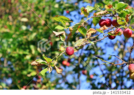 Red Plum Fruits on Tree Branch with Drying Autumn Leaves. Red Plum Fruits on Tree Branch with Drying Autumn Leaves. 141533412