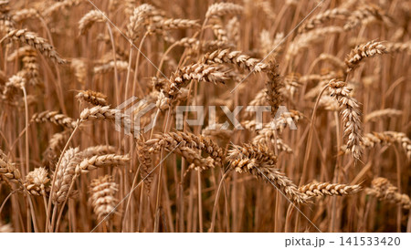 a tranquil wheat field with standing stalks and dry heads in golden brown, tan, beige, and cream colors, set against a clean background with copy space for modern design. 141533420