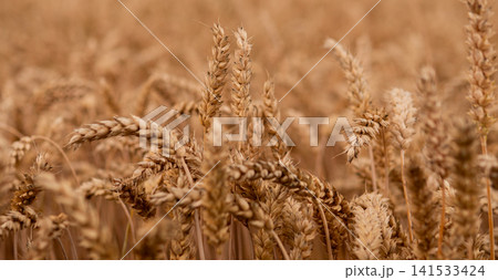 Close view of mature wheat heads filling field foreground with soft creamy bokeh behind, warm golden tones, gentle natural light, rich grain texture, and quiet rural harvest mood Close view of mature wheat heads filling field foreground with soft creamy bokeh behind, warm golden tones, gentle natural light, rich grain texture, and quiet rural harvest mood 141533424